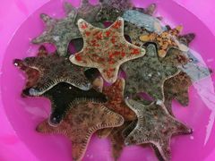 -北海金海湾红树林生态旅游区