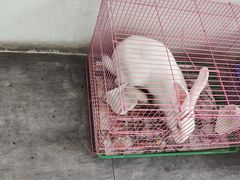 -岳合轩老北京涮肉