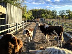 -圣露庄园·露营·烤肉·亲子