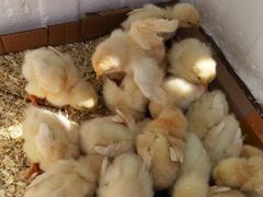 -前小桔亲子创意农场·草莓采摘·露营烧烤