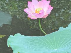 -荔湾湖公园