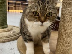 -喵园·猫主题咖啡厅·撸猫·猫咖(国贸店)