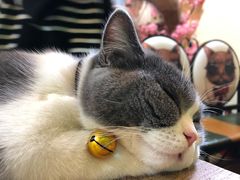 -李小姐の猫咖啡馆(五角场店)