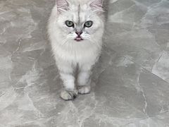 -猫力发电所·宠物专门店