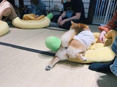 -逗柴咖啡屋·狗咖猫咖宠物桌游