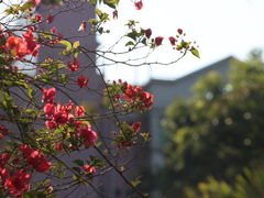 -中国科学院华南植物园
