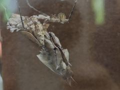 -上海昆虫博物馆