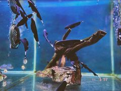 -桂林市花鸟市场