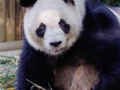-深圳野生动物园