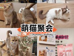 -唐小姐の私宠·宠物洗护美容·撸猫馆·购宠(周浦万达旗舰店)