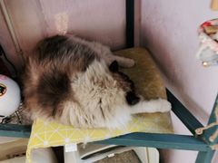 -喵屿·大理花园猫咖