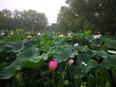 -长兴太湖图影湿地文化园