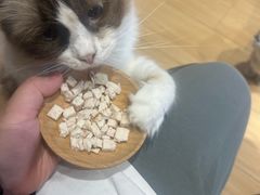 -米乐乖乖猫咪咖啡馆·猫咖(深圳湾后海汇店)