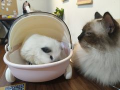 -楼上猫咖(罗湖店)