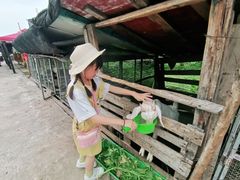 -樂桃源奉贤黄桃种植采摘基地