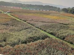 -苏州太湖西山岛开心农场
