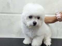 -瑞鹏瑞爱宠物医院·全科·猫科·血液透析中心(龙头寺店)