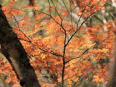 -叠溪松坪沟景区