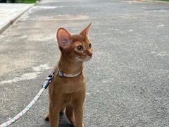 -猫十亿·布偶金渐层·曼基康矮脚猫舍(青年路店)