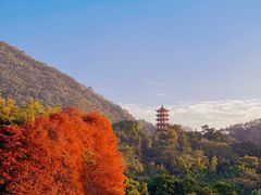 -深圳仙湖植物园