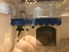 -藦茜花园宠物主题亲子互动体验馆(国顺东路店)
