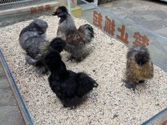 -南宫五洲植物乐园