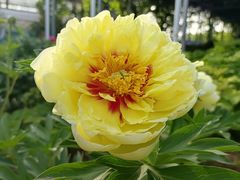 -洛阳市隋唐城遗址植物园
