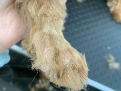 -北京恒爱动物医院(清景园分院)