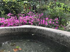 -观唐（国际）度假村温泉