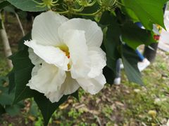 -西昌邛海湿地酒店