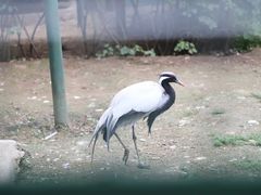 -青藏高原野生动物园