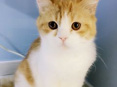 -喵的天空名猫咖啡馆·撸猫·猫舍·用品
