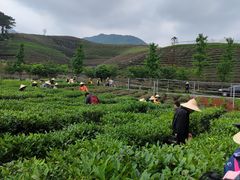 -龙坞茶村