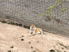 -西霞口神雕山野生动物世界