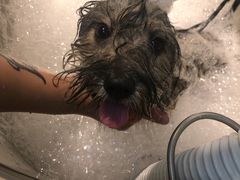 -PETKIT 小佩宠物·低压洗护·美容·寄养(安远店)