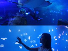 -江和美海洋公园