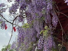 -洛阳市隋唐城遗址植物园