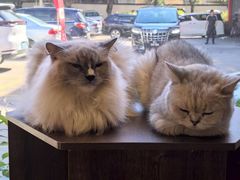 -豆逗聊愈猫阁Easy Life