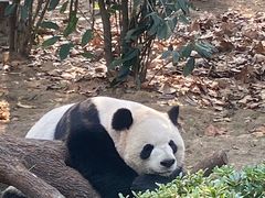 -成都动物园