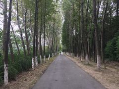 -昆山城市生态森林公园