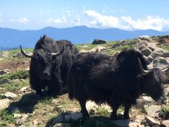 -灵山