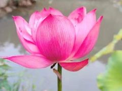 -上海鲜花港