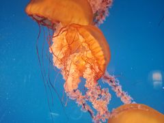 -太平洋海底世界