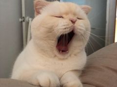 -momokira米努特·德文卷毛猫·棉花面纱犬
