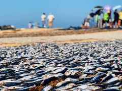 -尼甘布海鲜市场