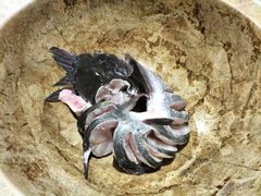 -云中鱼蒸汽石锅鱼(川沙百联店)