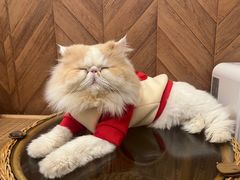 -MOCHA明星猫咖(田子坊店)