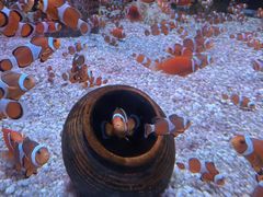 -海合安成都极地海洋公园