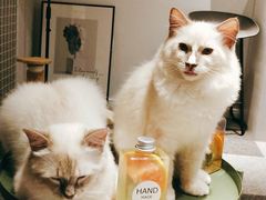 -米宠家·撸猫猫咖小萌宠·猫咪洗澡·猫咪寄养(高新大都荟店)