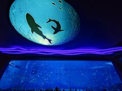 -上海海昌海洋公园